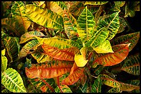 Tropical leaves. Maui, Hawaii, USA ( color)