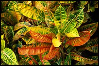 Tropical leaves. Maui, Hawaii, USA