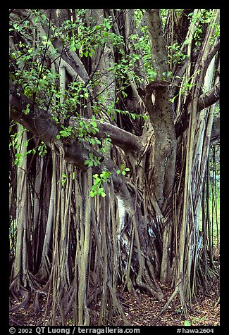 Bayan tree in Kipahulu. Maui, Hawaii, USA (color)