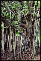 Bayan tree in Kipahulu. Maui, Hawaii, USA