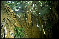 Giant Bayan tree in Kipahulu. Maui, Hawaii, USA (color)