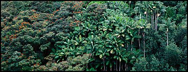 Landscape with tropical vegetation. Big Island, Hawaii, USA (Panoramic color)