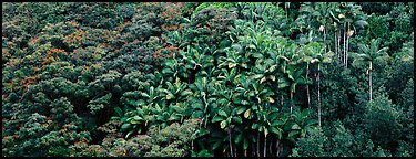 Landscape with tropical vegetation. Big Island, Hawaii, USA (Panoramic color)