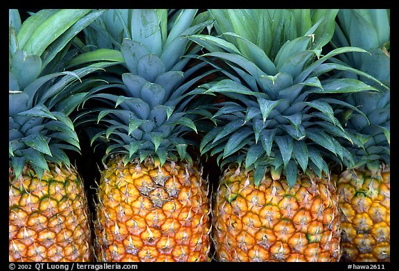 Pinapple. Maui, Hawaii, USA