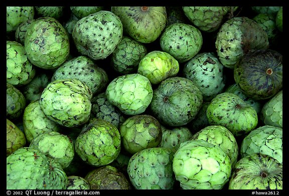 Soursop fruit. Maui, Hawaii, USA