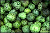 Soursop fruit. Maui, Hawaii, USA (color)