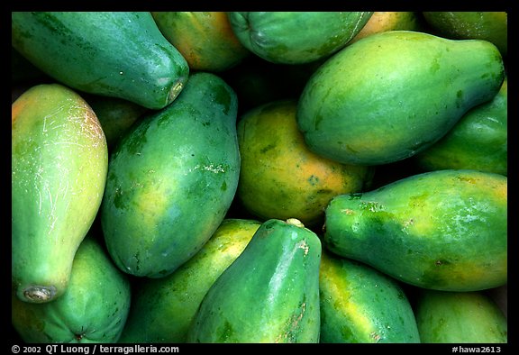 Green Papayas. Maui, Hawaii, USA (color)