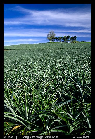 Pineapple plantation. Maui, Hawaii, USA