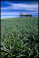 Pineapple plantation. Maui, Hawaii, USA (color)