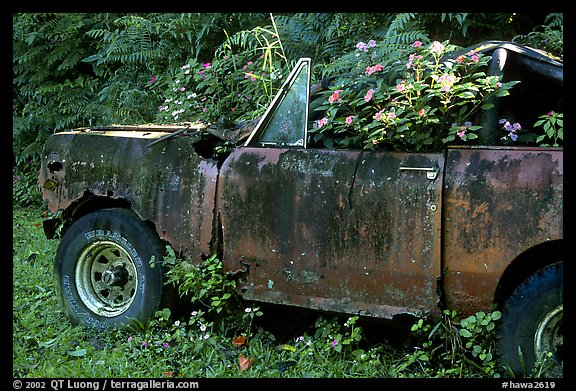 Wrecked truck invaded by flowers. Maui, Hawaii, USA