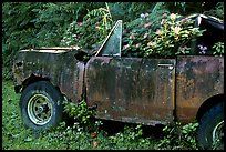 Wrecked truck invaded by flowers. Maui, Hawaii, USA ( color)