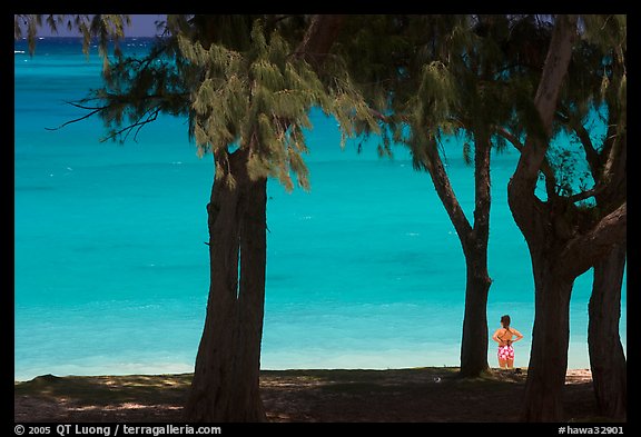 Turquoise waters and woman seen through Horsetail Ironwoods (Casuarina equisetifolia) at Waimanalo Beach. Oahu island, Hawaii, USA (color)