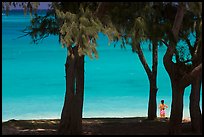 Turquoise waters and woman seen through Horsetail Ironwoods (Casuarina equisetifolia) at Waimanalo Beach. Oahu island, Hawaii, USA ( color)