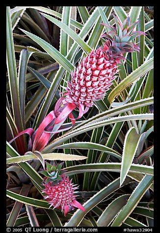 Red pinapple, Dole Planation. Oahu island, Hawaii, USA (color)