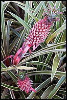 Red pinapple, Dole Planation. Oahu island, Hawaii, USA (color)