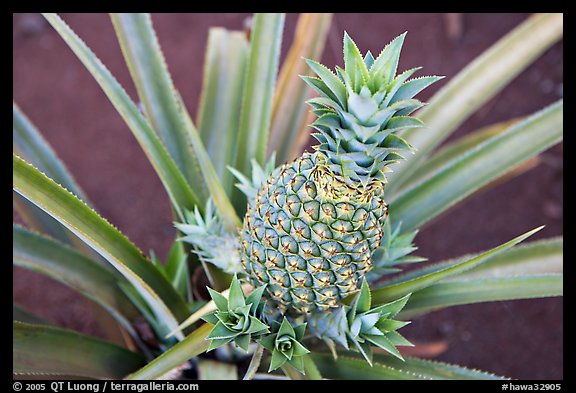 Green pinapple, Dole Planation. Oahu island, Hawaii, USA