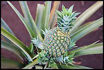 Green pinapple, Dole Planation. Oahu island, Hawaii, USA