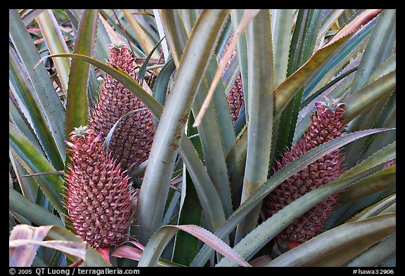 Pinapples, Dole Planation. Oahu island, Hawaii, USA (color)