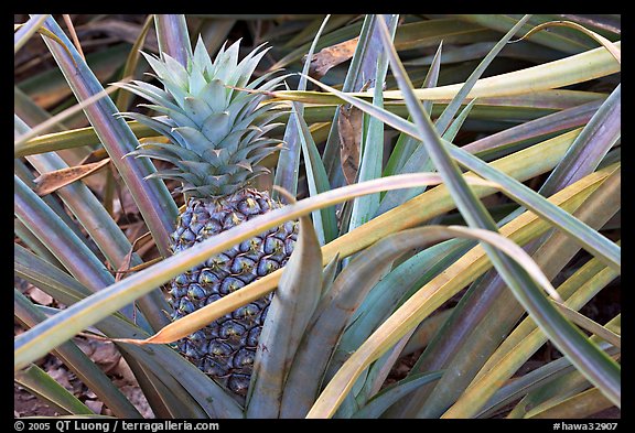 Pinapple,  Dole Planation. Oahu island, Hawaii, USA