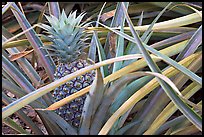 Pinapple,  Dole Planation. Oahu island, Hawaii, USA (color)