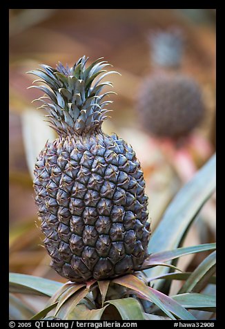 Pinapple,  Dole Planation. Oahu island, Hawaii, USA (color)