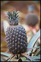 Pinapple,  Dole Planation. Oahu island, Hawaii, USA (color)