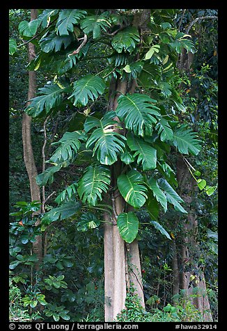 Philodendron vine, Hoomaluhia Park Botanical Gardens. Oahu island, Hawaii, USA (color)