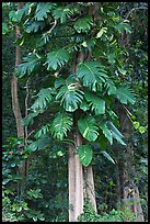 Philodendron vine, Hoomaluhia Park Botanical Gardens. Oahu island, Hawaii, USA (color)