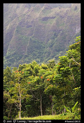 Tropical trees and cliff, Hoomaluhia Park Botanical Gardens. Oahu island, Hawaii, USA