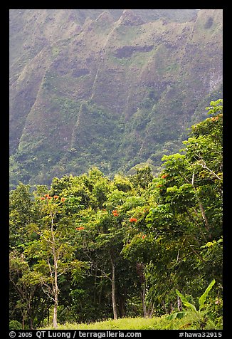 Picture Photo Tropical Trees And Cliff Hoomaluhia Park Botanical