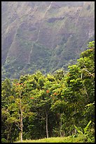 Tropical trees and cliff, Hoomaluhia Park Botanical Gardens. Oahu island, Hawaii, USA ( color)