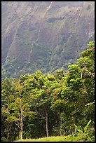 Tropical trees and cliff, Hoomaluhia Park Botanical Gardens. Oahu island, Hawaii, USA