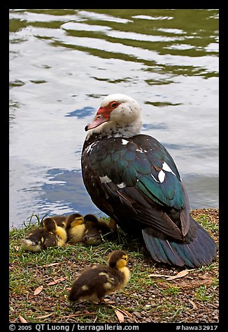 Duck and chicks, Byodo-In temple gardens. Oahu island, Hawaii, USA