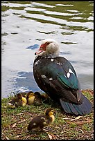 Duck and chicks, Byodo-In temple gardens. Oahu island, Hawaii, USA