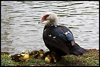 Duck and chicks, Byodo-In temple gardens. Oahu island, Hawaii, USA (color)