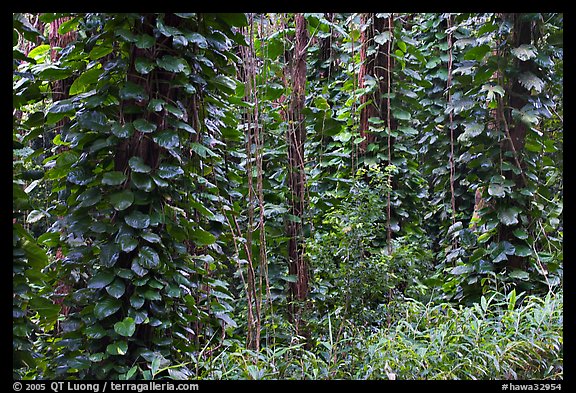 Tropical vegetation near the Pali Lookout. Oahu island, Hawaii, USA