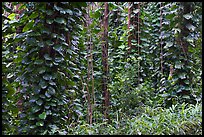 Tropical vegetation near the Pali Lookout. Oahu island, Hawaii, USA (color)