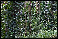 Tropical vegetation near the Pali Lookout. Oahu island, Hawaii, USA