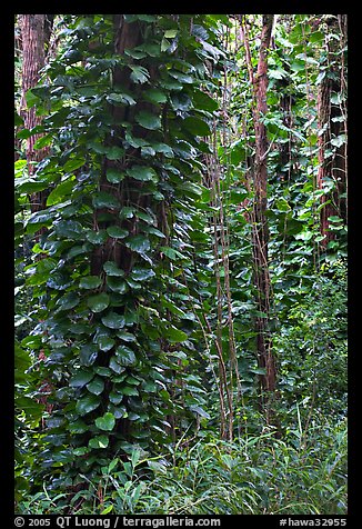 Tropical trees near the Pali Lookout, Koolau Mountains. Oahu island, Hawaii, USA