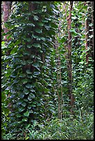 Tropical trees near the Pali Lookout, Koolau Mountains. Oahu island, Hawaii, USA