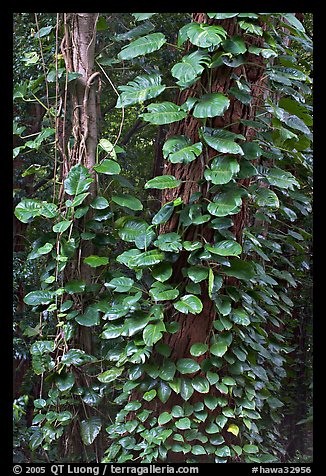 Big tropical leaves on a tree near the Pali Lookout. Oahu island, Hawaii, USA (color)