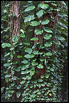 Big tropical leaves on a tree near the Pali Lookout. Oahu island, Hawaii, USA (color)