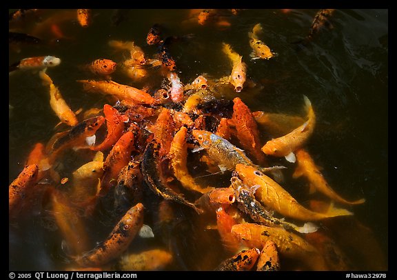 Carp fish, Byodo-In temple. Oahu island, Hawaii, USA