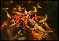 Carp fish, Byodo-In temple. Oahu island, Hawaii, USA ( color)