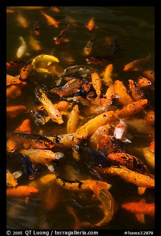 Koi fish, Byodo-In temple. Oahu island, Hawaii, USA