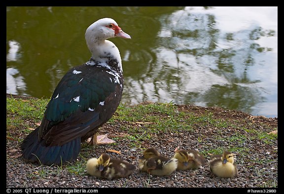 Duck and chicks, Byodo-In temple. Oahu island, Hawaii, USA (color)