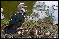 Duck and chicks, Byodo-In temple. Oahu island, Hawaii, USA (color)