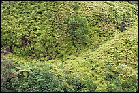 Tropical Ferns seen from above. Oahu island, Hawaii, USA ( color)