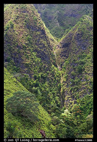 Steep walls covered with vegetation, Koolau Mountains. Oahu island, Hawaii, USA (color)