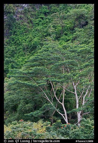 Luxuriant vegetation below cliff, Koolau Mountains. Oahu island, Hawaii, USA